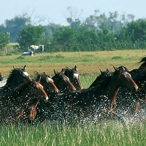 Fattoria agrituristica al mare in Maremma