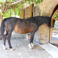 Apartment in a horse farm in Maremma