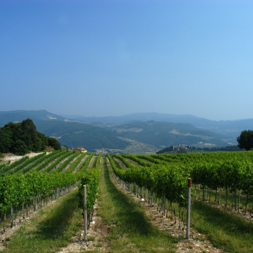 Appartamenti in fattoria viticola nel Chianti