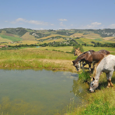 Farmhouse with animals, wine, woods and pool