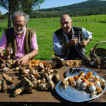 Fattoria con animali, vino, boschi