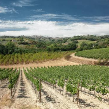 Countryhouse winefarm near Montepulciano